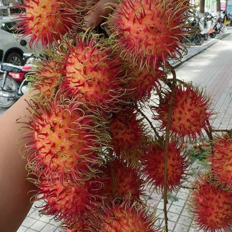 海南保亭红毛丹7号果，全国落地配产地直销供应热带水果
