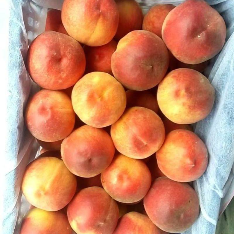 早凤王