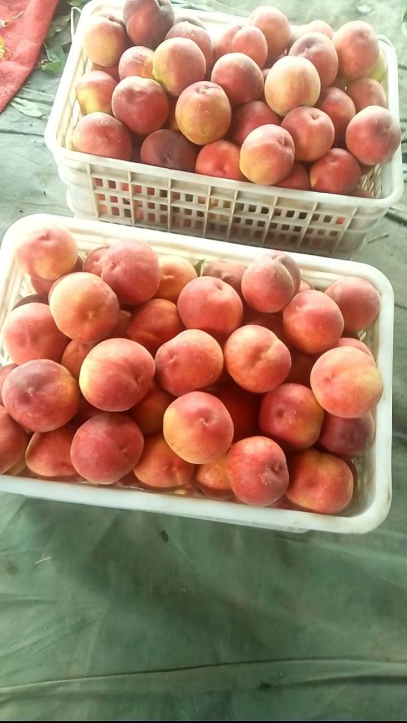 早凤王