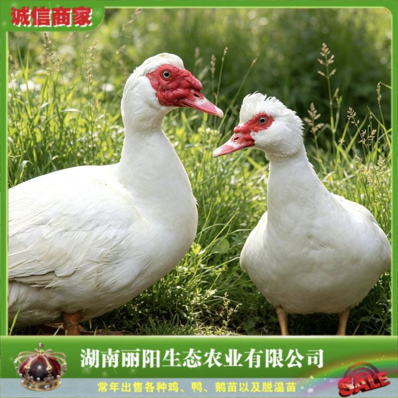 厂家直销白番鸭苗白洋鸭苗肉鸭苗番鸭非洲雁红嘴雁苗