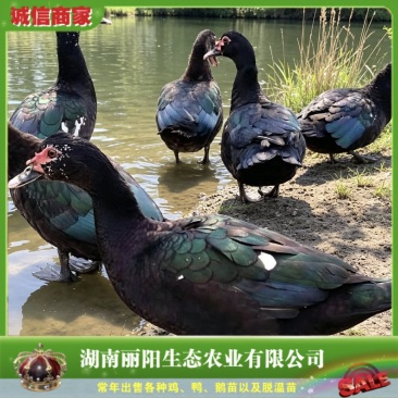 黑番鸭苗出壳小苗大种肉麻鸭黑洋子鸭雁鹅苗旱鸭活苗