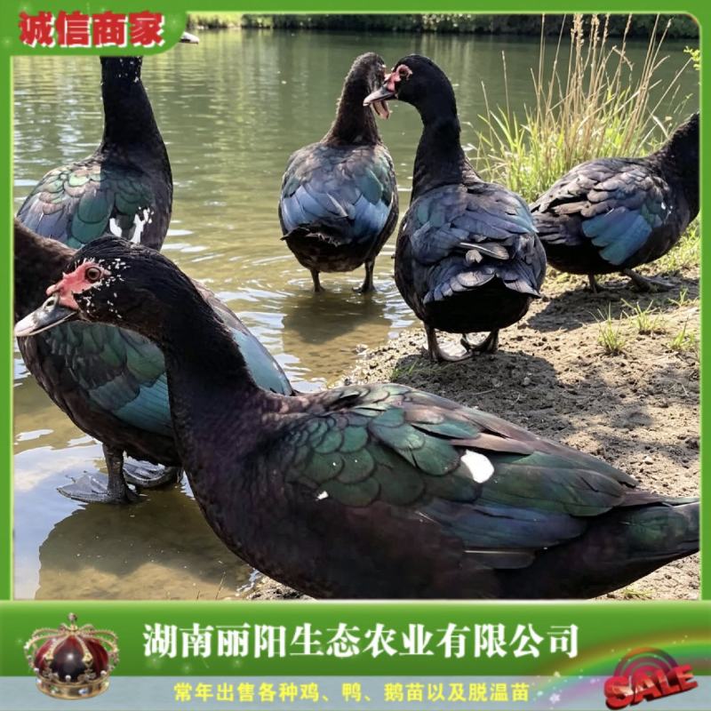 黑番鸭苗出壳小苗大种肉麻鸭黑洋子鸭雁鹅苗旱鸭活苗