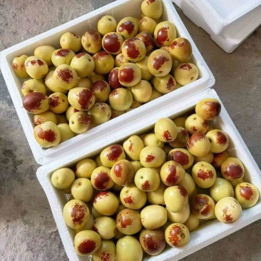 大茘冬枣
