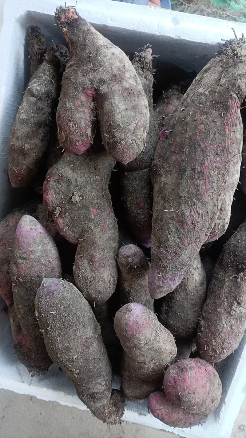 江西赣州紫山药2026新鲜现挖新鲜发货
