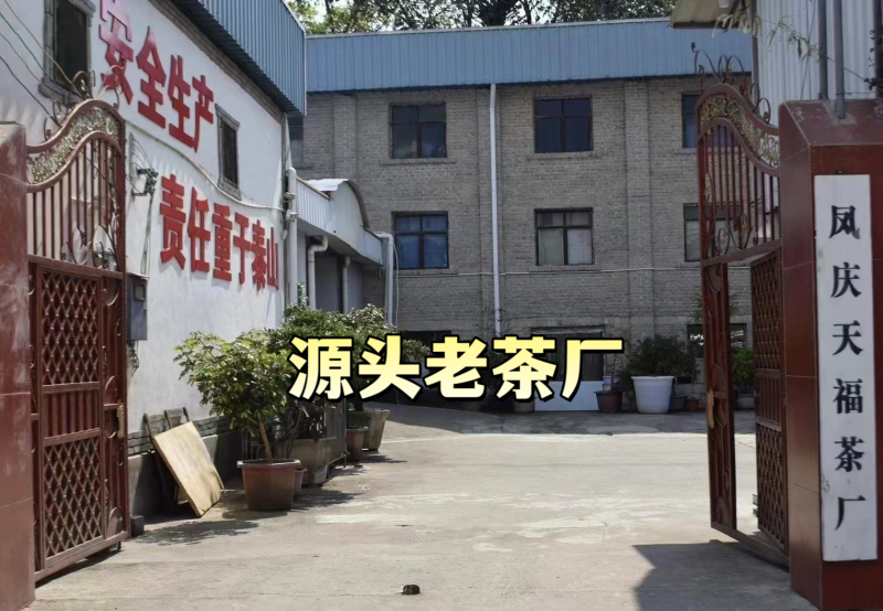 冰岛古树茶·普洱茶生普云南临沧冰岛古树