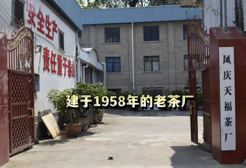 冰岛古树茶·普洱茶生普云南临沧冰岛古树