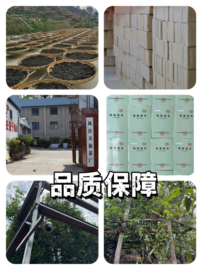 冰岛古树茶·普洱茶生普云南临沧冰岛古树