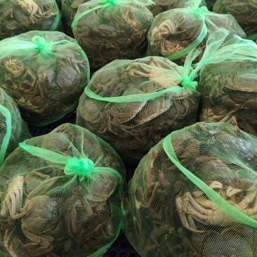 鲜活六月黄，规格齐全，当天捕捞