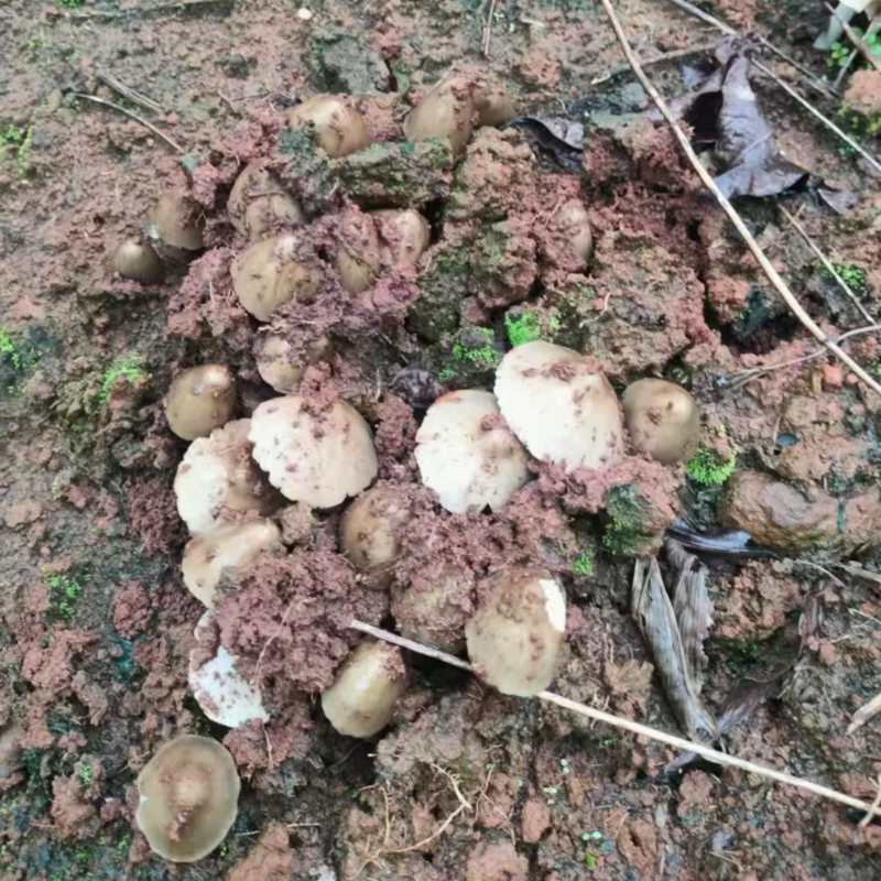 云南大山里的野生鸡枞菌，直采直发，欢迎咨询