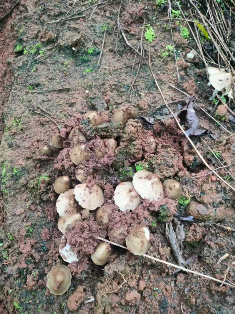 云南大山里的野生鸡枞菌，直采直发，欢迎咨询