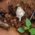 云南大山里的野生鸡枞菌，直采直发，欢迎咨询