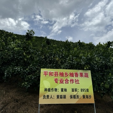 福建平和县红柚三红柚