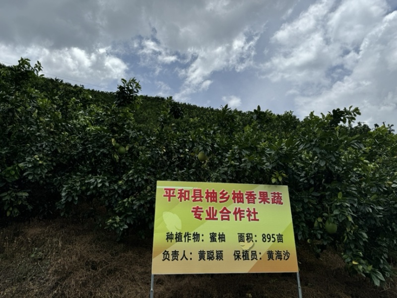 福建平和县红柚三红柚