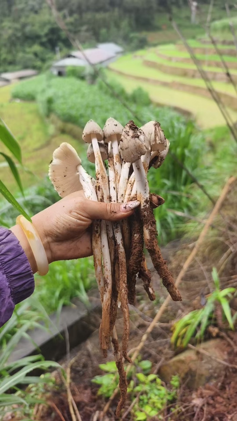 云南大山里的野生鸡枞菌，直采直发，欢迎咨询