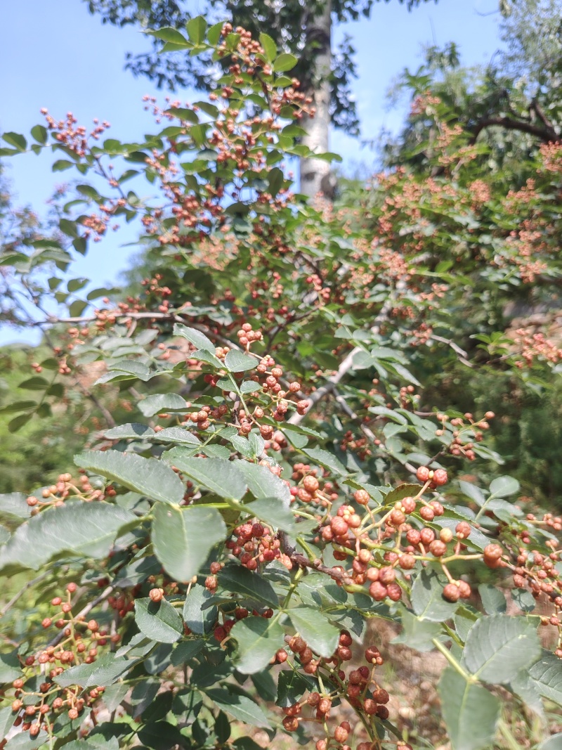 大红袍干花椒，麻香十足，存三年麻味不减。