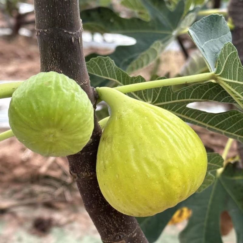 波姬红无花果