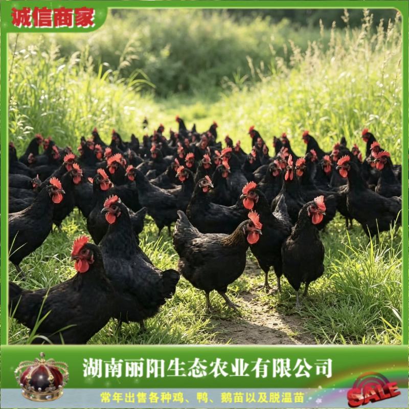 厂家直销黑土鸡苗黑鸡苗土鸡苗黑凤鸡苗灵山黑鸡苗天露黑鸡苗