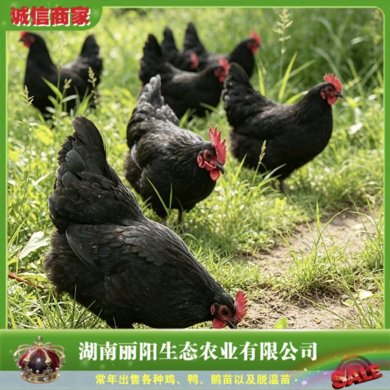 黑羽高产绿壳蛋鸡苗黑土鸡苗黑鸡苗蛋鸡苗提供养殖技术