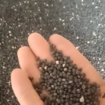优良天冬种子，自产自销，统货价格，