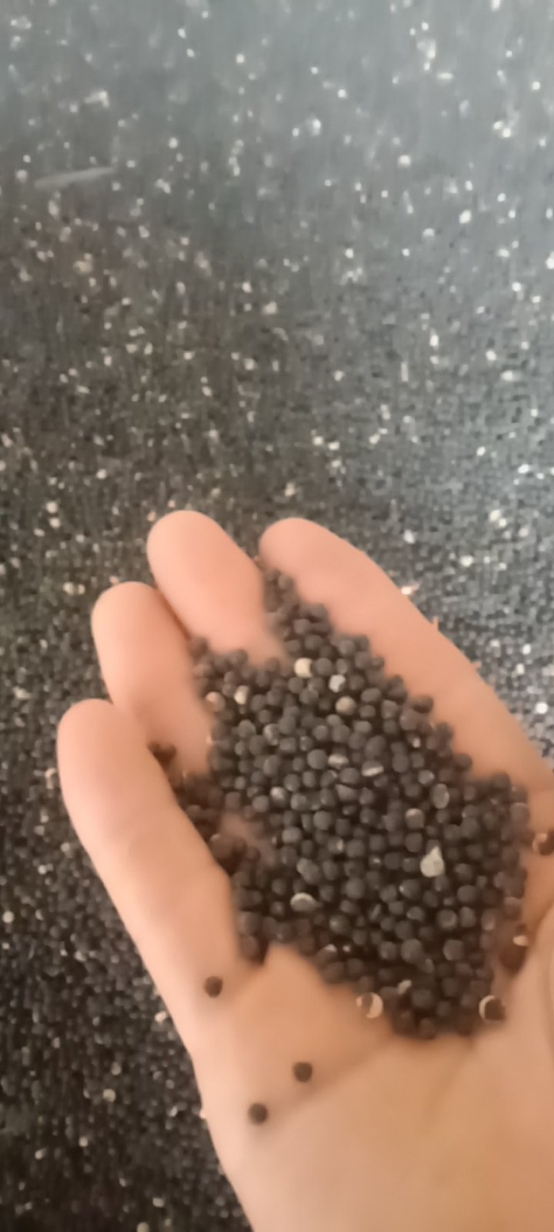 优良天冬种子，自产自销，统货价格，