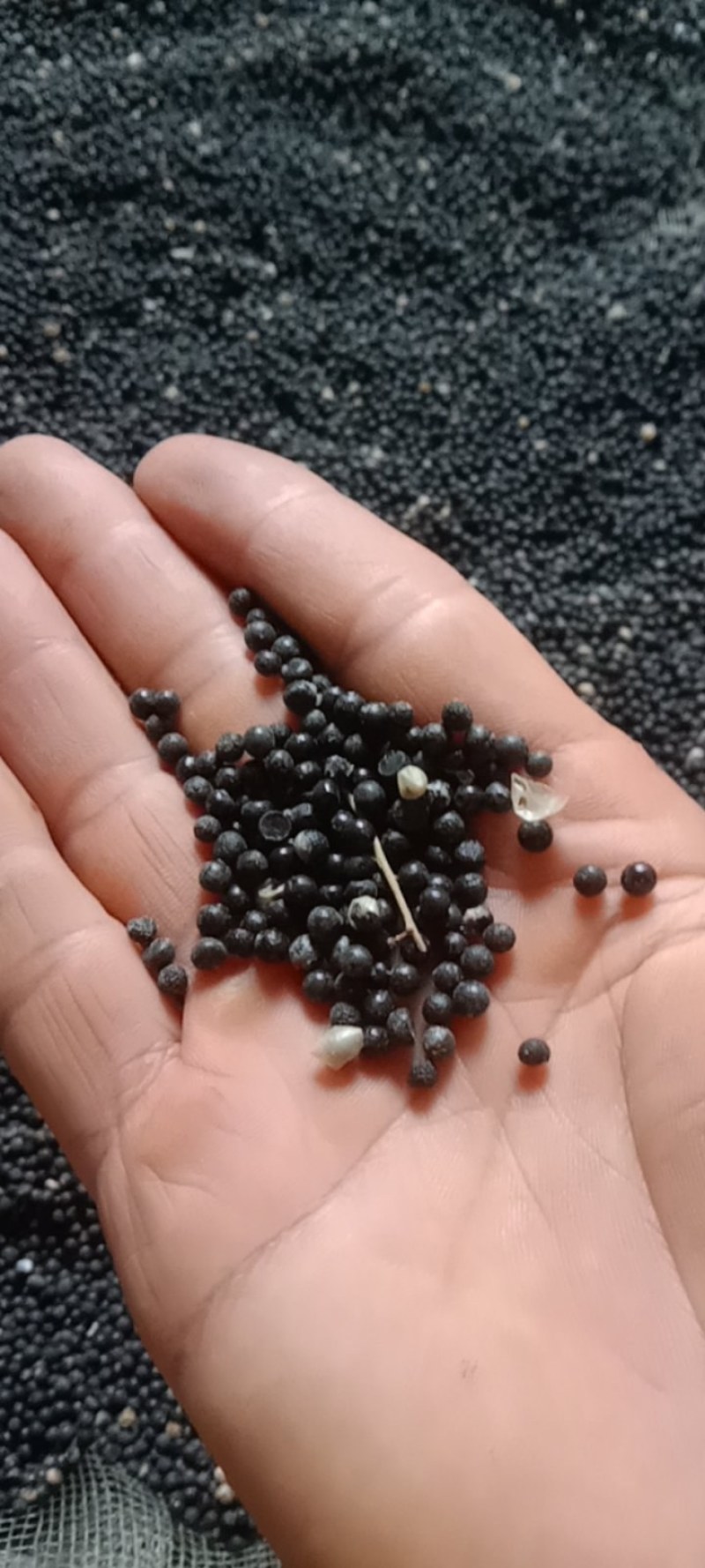 优良天冬种子，自产自销，统货价格，