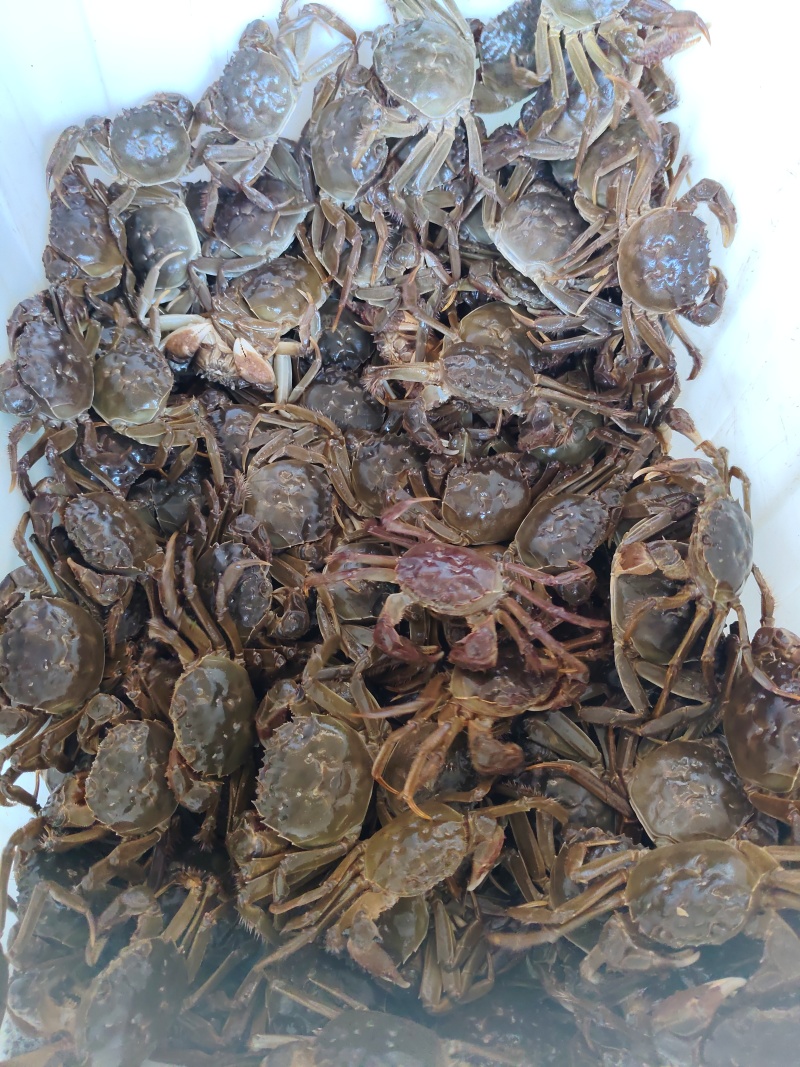 鲜活六月黄，规格齐全，当天捕捞