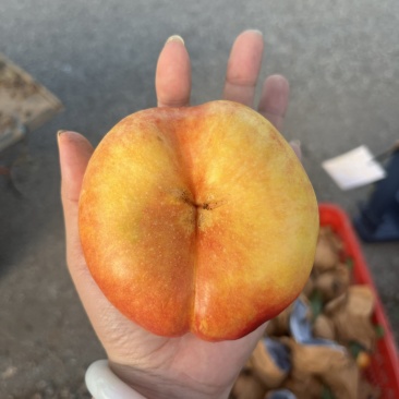 油蟠桃大量上市原产地有需要的老板联系