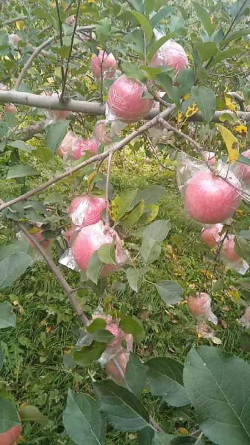 翼城县宗香爱红富士苹果园，自产自销