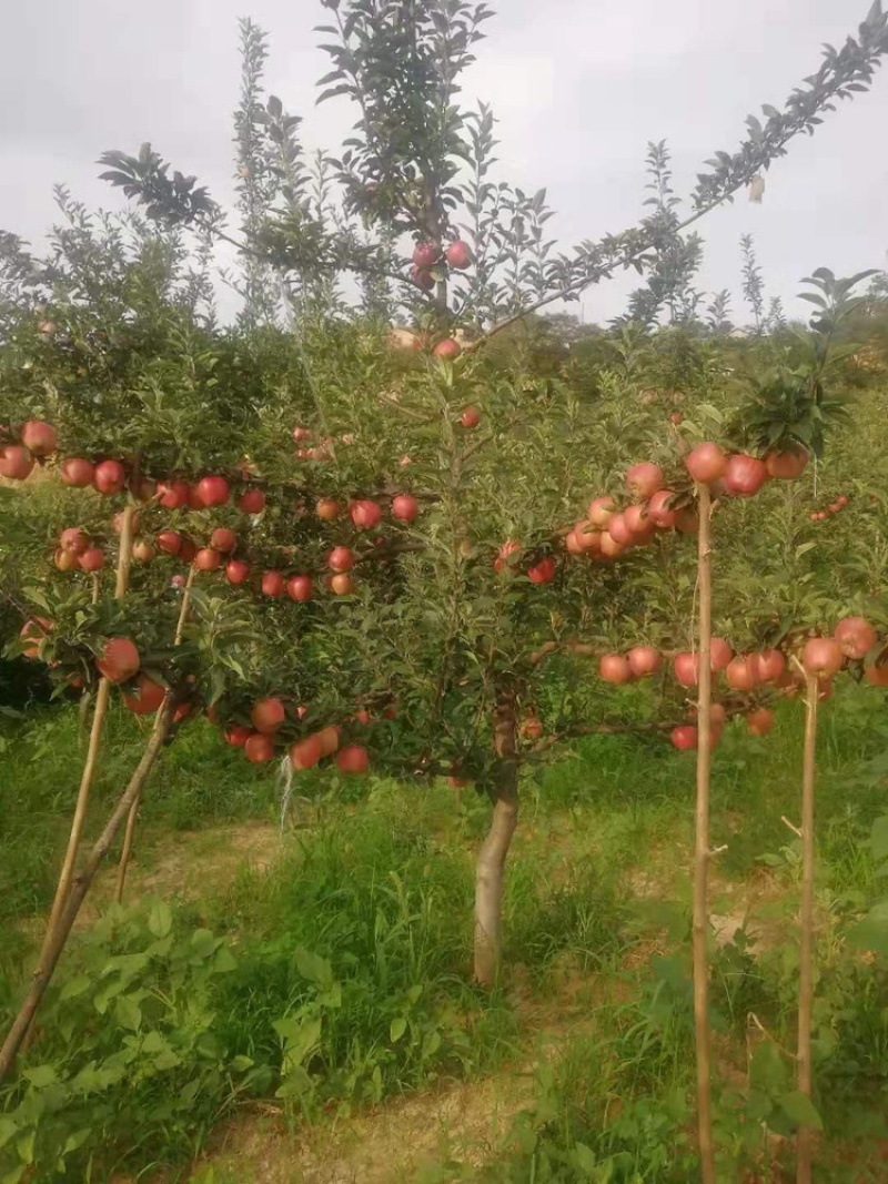 翼城县宗香爱红富士苹果园，自产自销