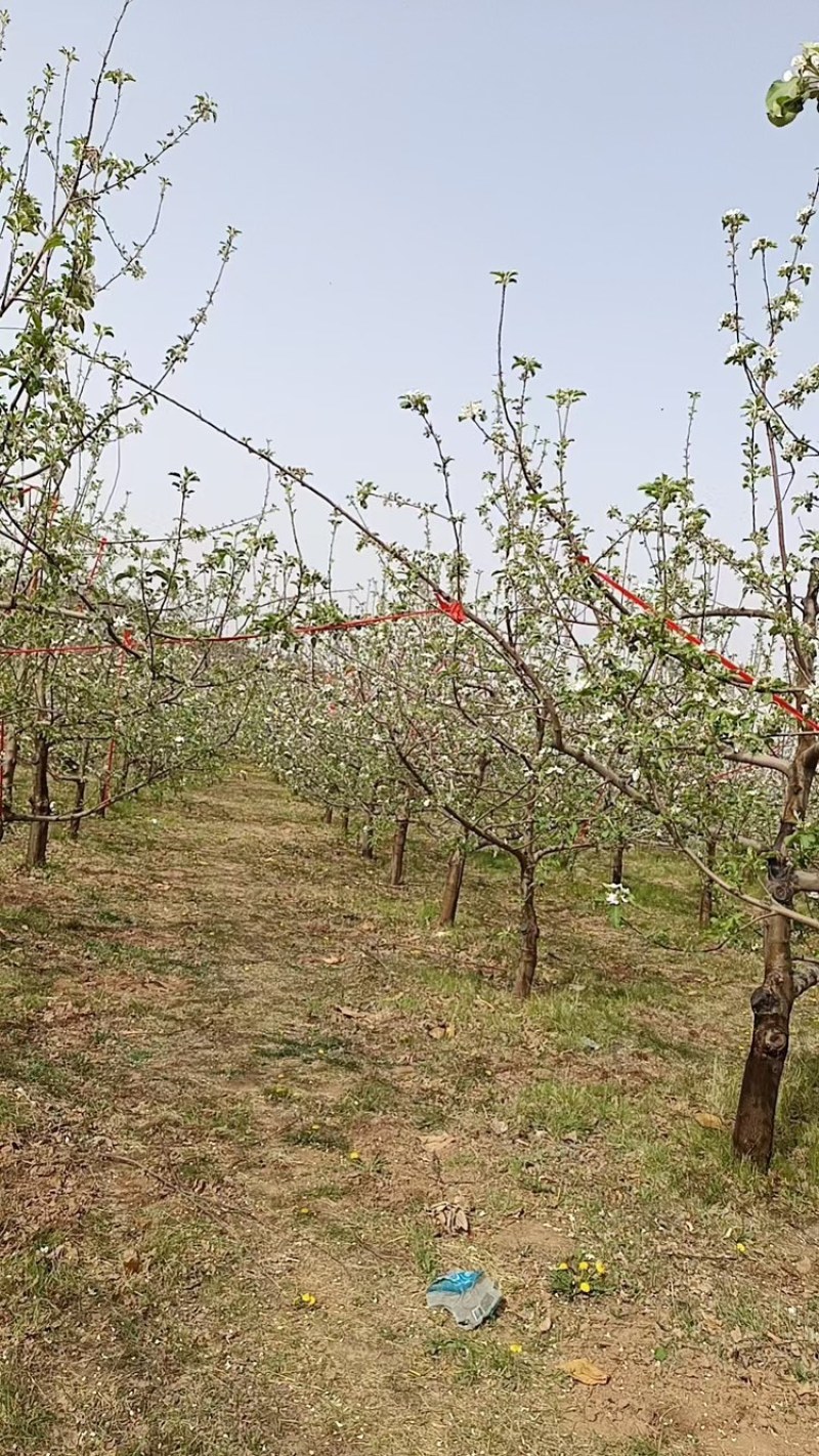 翼城县宗香爱红富士苹果园，自产自销