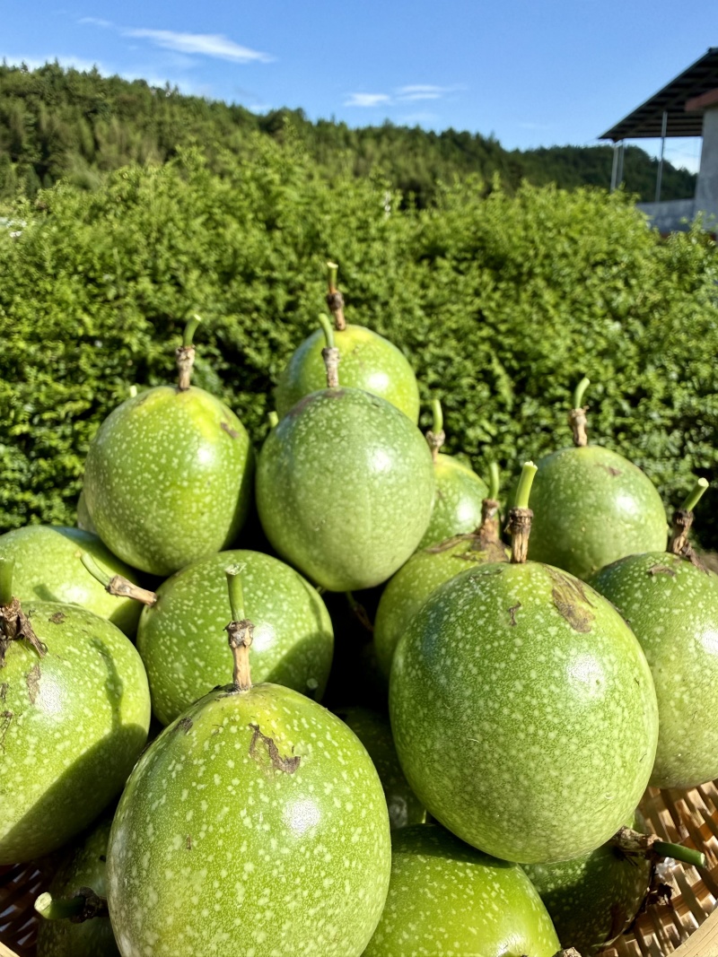 钦蜜9号黄金百香果