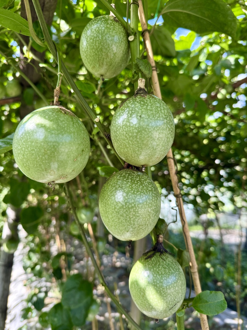 钦蜜9号黄金百香果