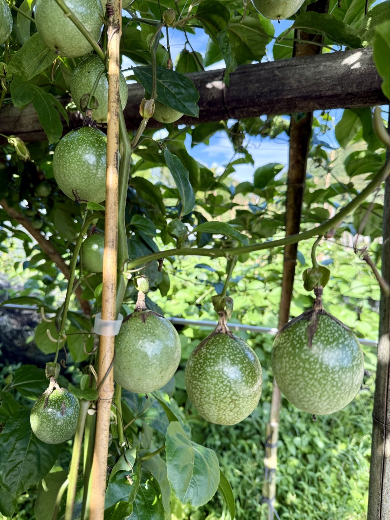 钦蜜9号黄金百香果