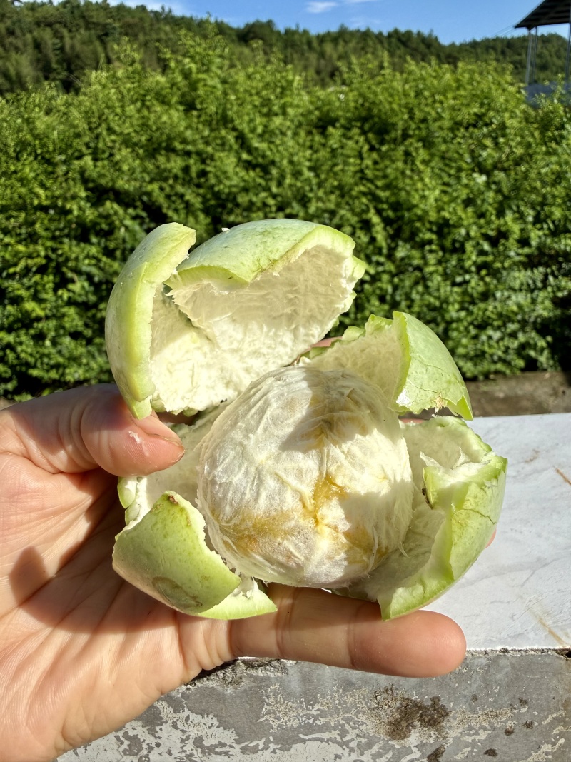 钦蜜9号黄金百香果