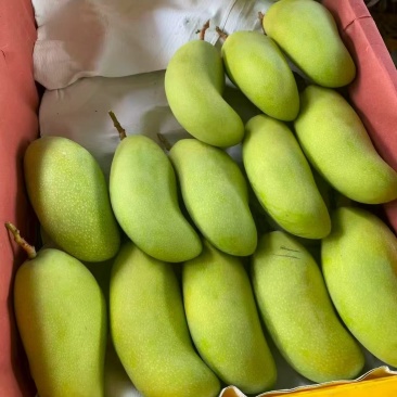 广西精品桂七芒果支持一件代发电商团购一手货源