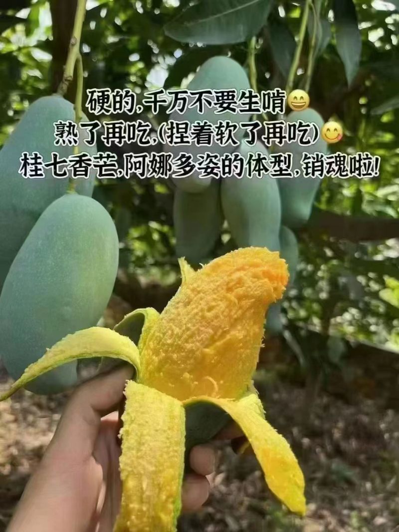 桂七芒果大量上市品质保证量大从优一手货源欢迎联系