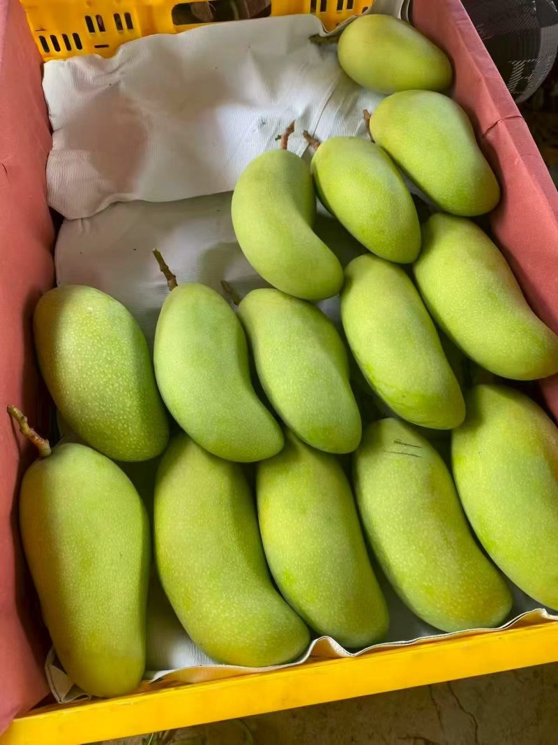 桂七芒果大量上市品质保证量大从优一手货源欢迎联系