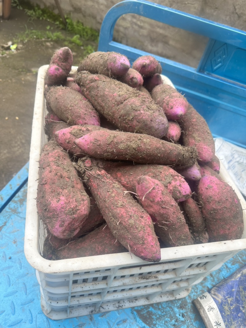 江西安远紫山药大量有货接受预订可视频看货量大从优欢迎老板