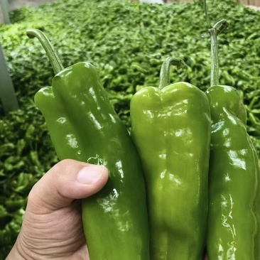 露地辣椒。