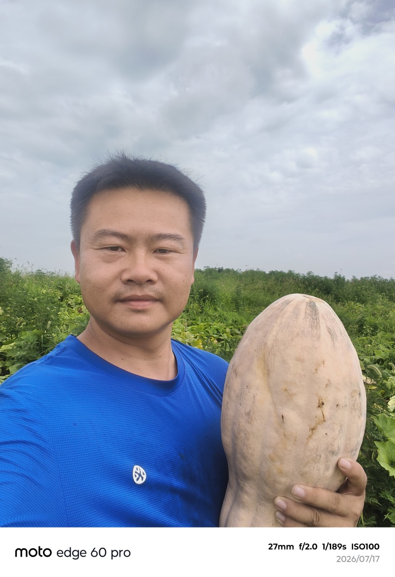 精选麦地密本南瓜5斤起步自然全黄烂果包赔