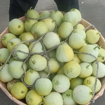 小甜瓜