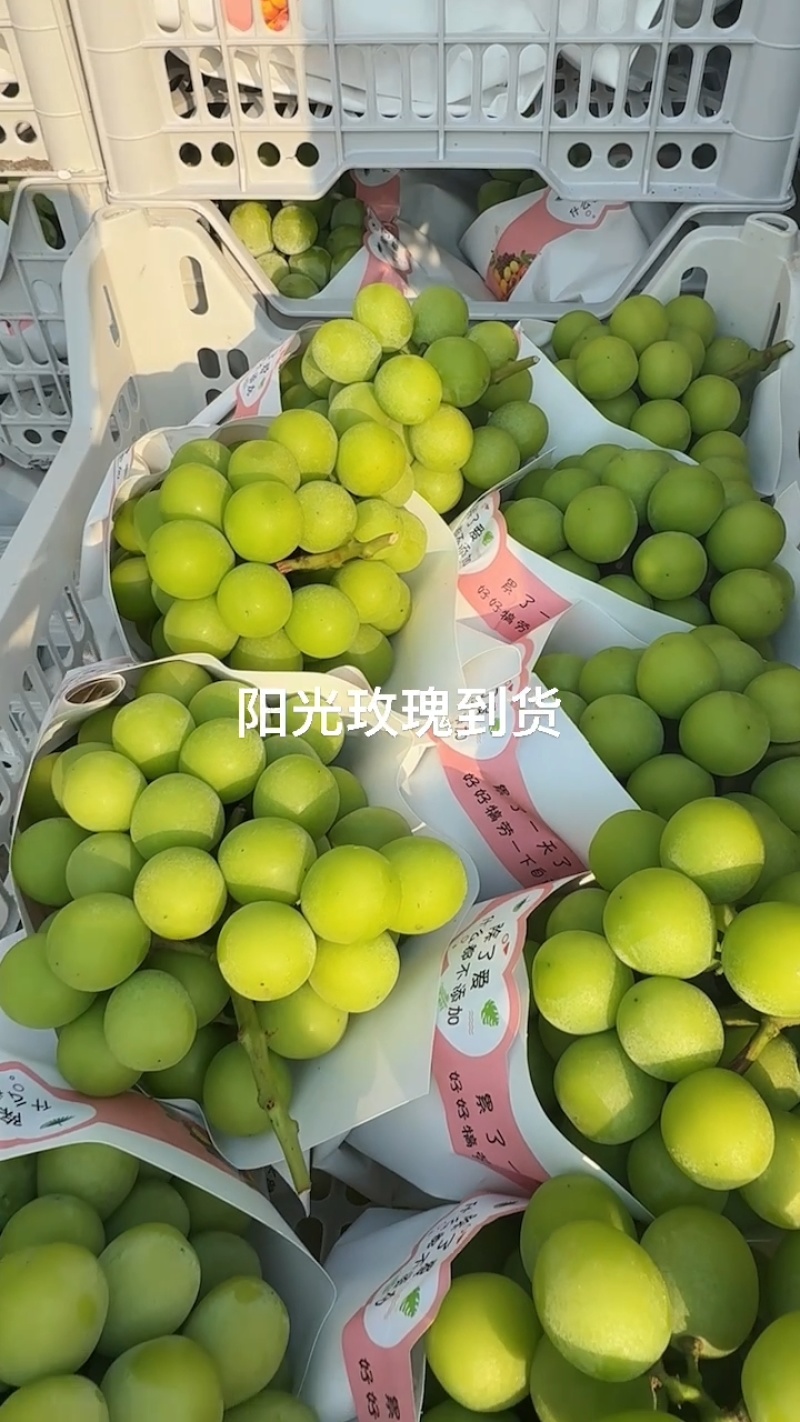 阳光玫瑰，大量上货量上货支持电商社区团购欢迎来电