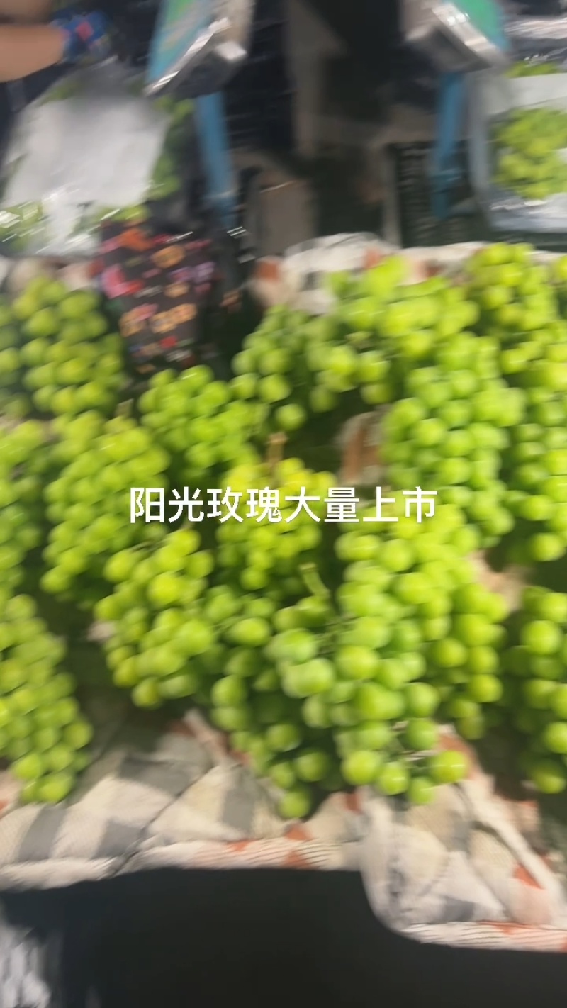 阳光玫瑰大量上货量上货支持电商社区团购欢迎联系