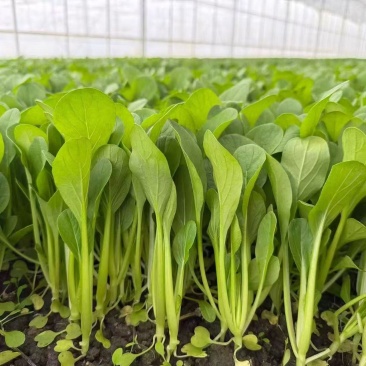 鸡毛菜肖根鸡毛菜产地直发量大从优可视频看货对接全国