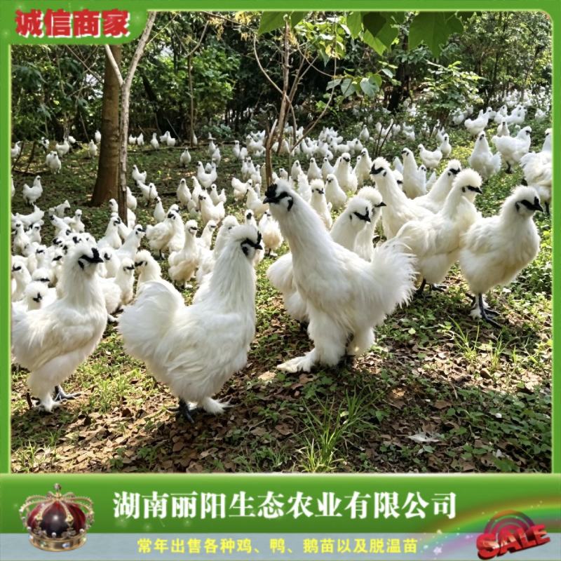 泰和乌鸡苗/竹丝鸡苗/白乌鸡苗/提供养殖技术