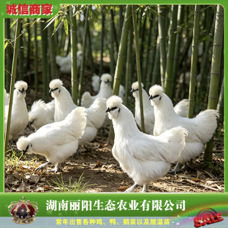 泰和乌鸡苗/竹丝鸡苗/白乌鸡苗/提供养殖技术