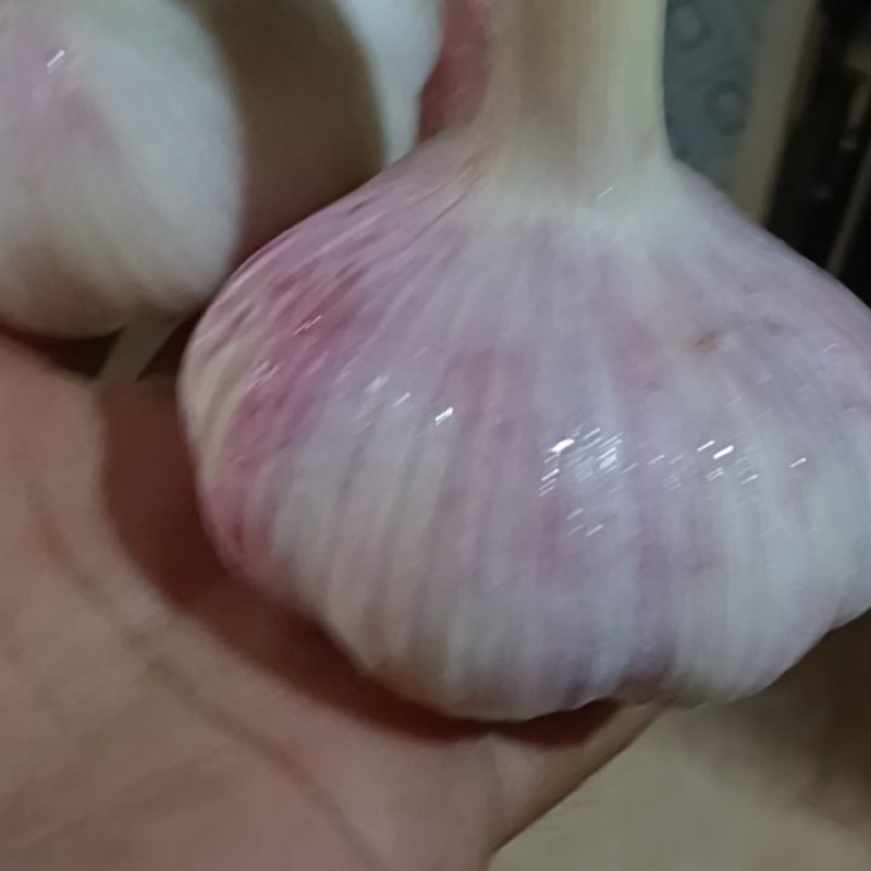 库存鲜蒜