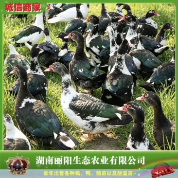 番鸭苗/洋鸭苗/麝香鸭苗/纯种苗免费提供养殖技术