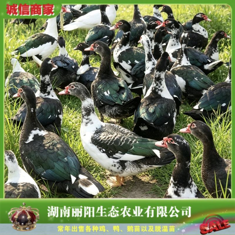 番鸭苗/洋鸭苗/麝香鸭苗/纯种苗免费提供养殖技术