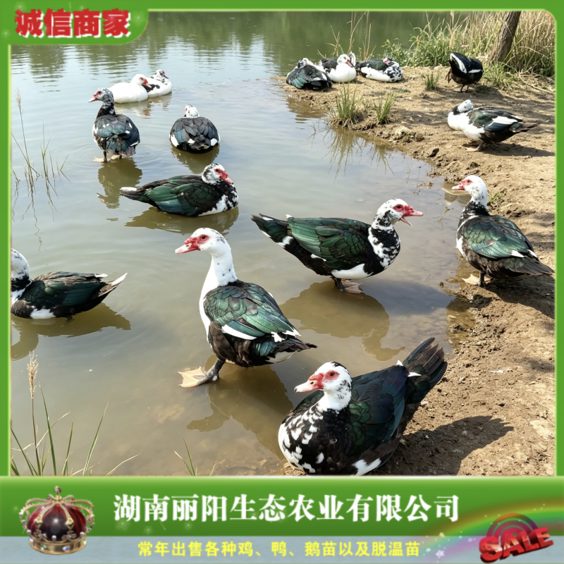 番鸭苗/洋鸭苗/麝香鸭苗/纯种苗免费提供养殖技术